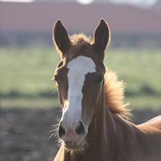 Anden særlig race Paloma