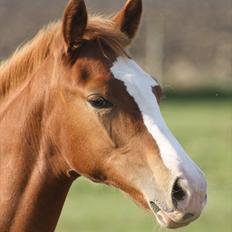Anden særlig race Paloma