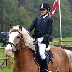 Haflinger Alladin Hestbjerggaard <3