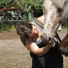 Knabstrupper Charlie