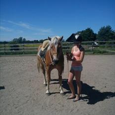 Haflinger Asmund *Hingst*