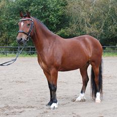 Welsh Pony af Cob-type (sec C) Aberlour Albin