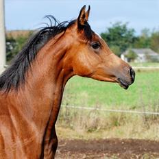 Arabisk fuldblod (OX) Zijara Amelia E'jaaz