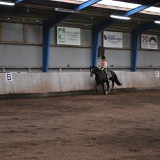 Welsh Cob (sec D) Låddenshøj Armarni  (solgt)