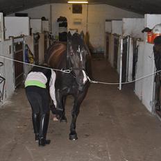 Welsh Cob (sec D) Låddenshøj Armarni  (solgt)