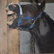 Welsh Cob (sec D) Låddenshøj Armarni  (solgt)