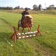 Tyroler Haflinger WENDY (solgt)