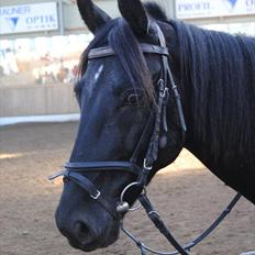 Anden særlig race Mr. D (Dallas)