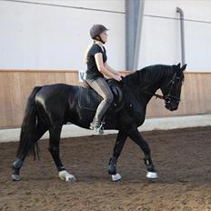 Anden særlig race Mr. D (Dallas)