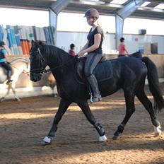 Anden særlig race Mr. D (Dallas)