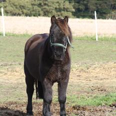 Shetlænder Black Action 