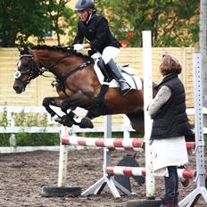 Welsh Pony (sec B) Gribsvads Tango | solgt |