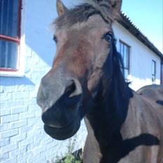 Anden særlig race verdi  <3
