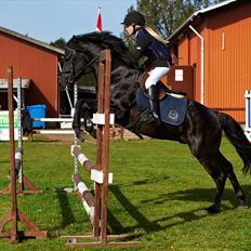 New Forest Gay Count Zidan