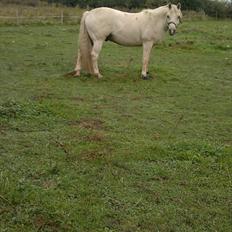 Connemara Bastian Bringsværd 