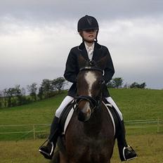 Tysk Sportspony Nelly