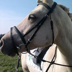 Connemara Bastian Bringsværd 