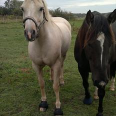 Connemara Bastian Bringsværd 