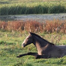 Lusitano Giselle