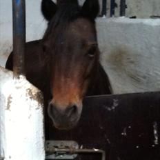 DSP Starhorse  line "fellini"