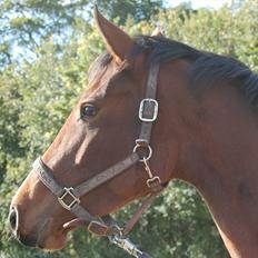 Dansk Varmblod Kronborgdiges Flika 