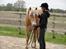 Haflinger Asmund *Hingst* -  Min lille hyggefis :*
