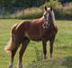 Welsh Cob (sec D) Dahlsminde Covergirl