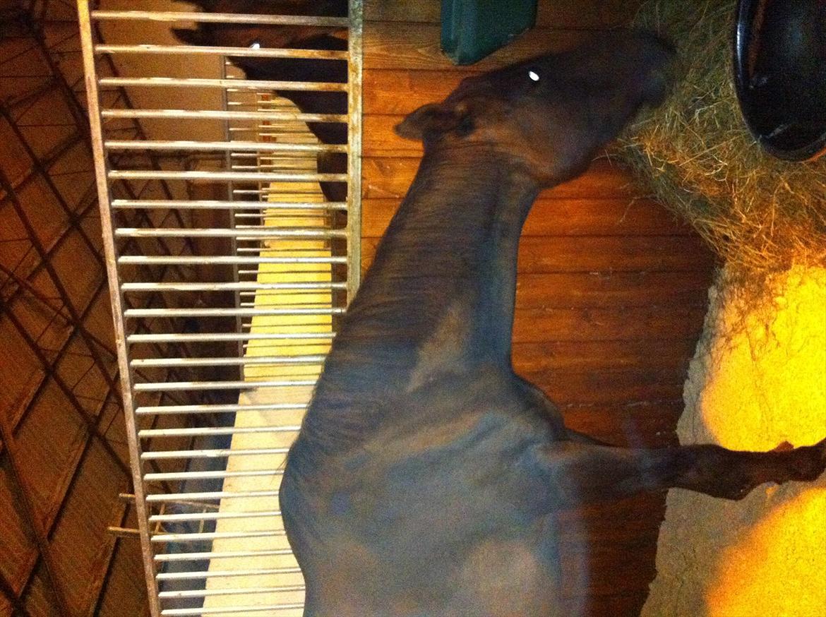 Fuldblod (XX) Barbados Blue billede 1