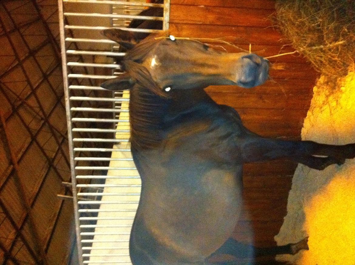 Fuldblod (XX) Barbados Blue billede 2