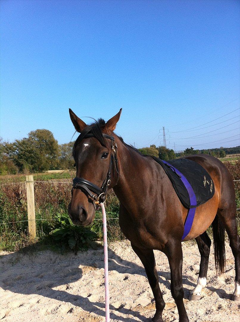 Fuldblod (XX) Barbados Blue billede 3