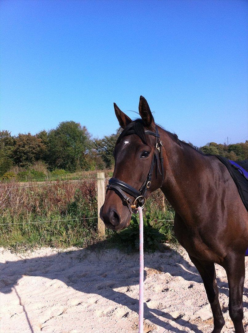 Fuldblod (XX) Barbados Blue billede 4