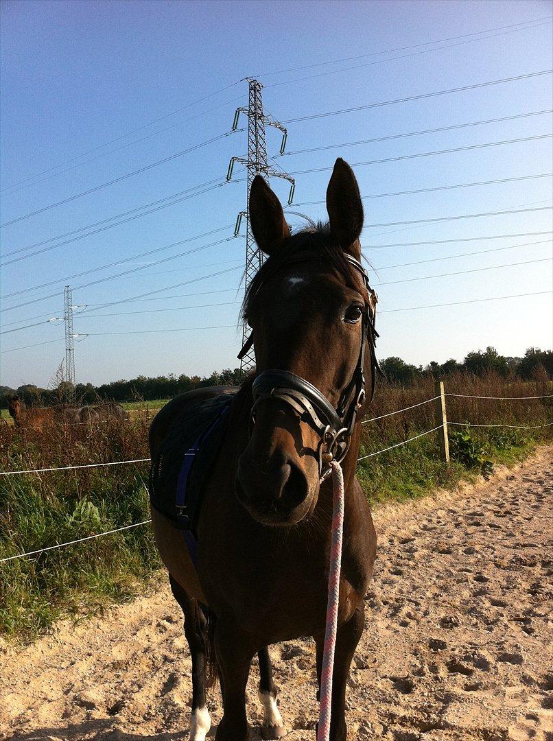 Fuldblod (XX) Barbados Blue billede 5