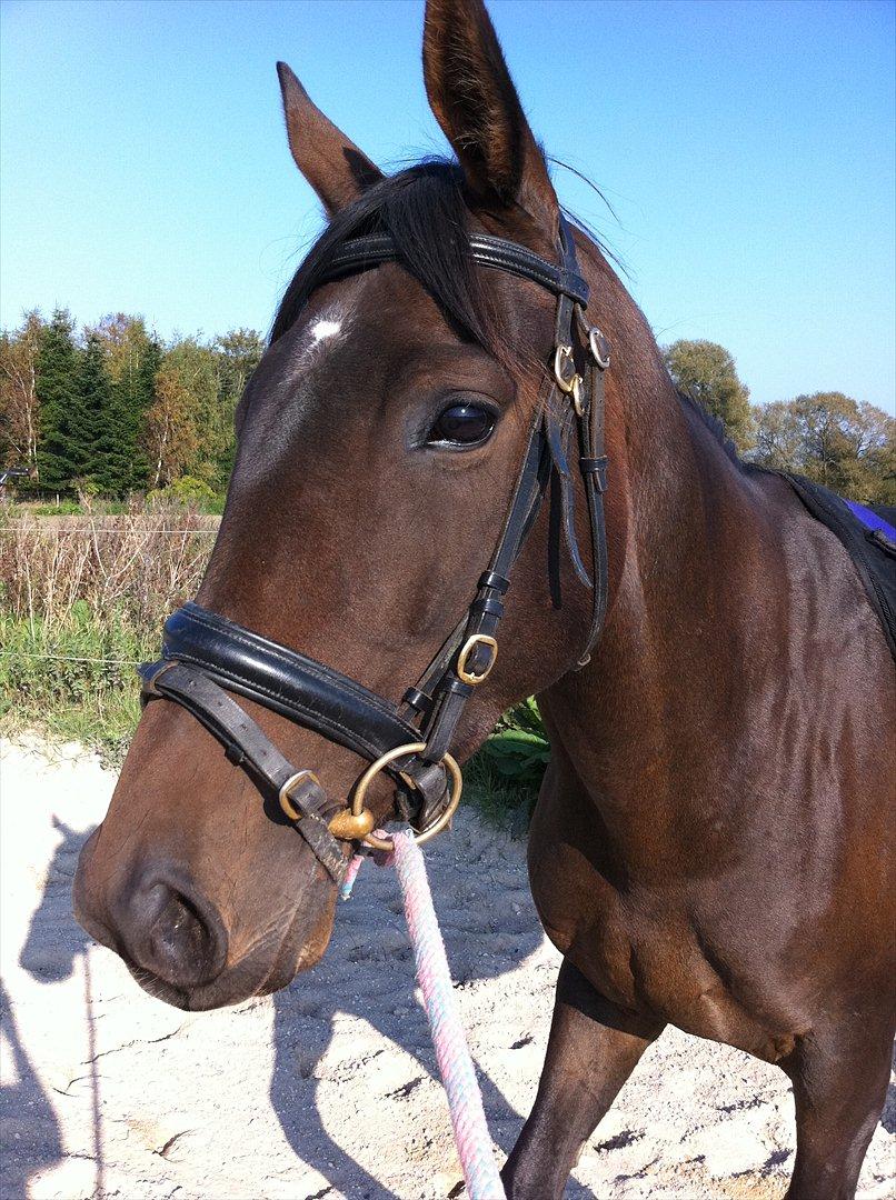 Fuldblod (XX) Barbados Blue billede 6