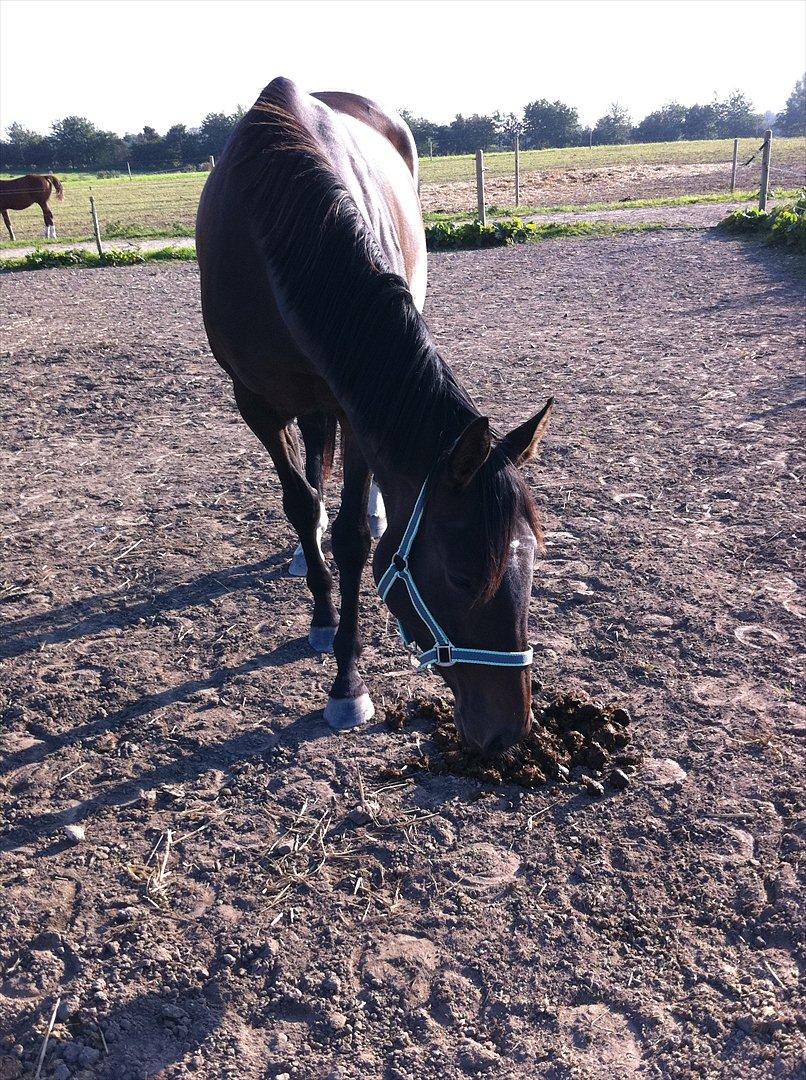 Fuldblod (XX) Barbados Blue billede 7