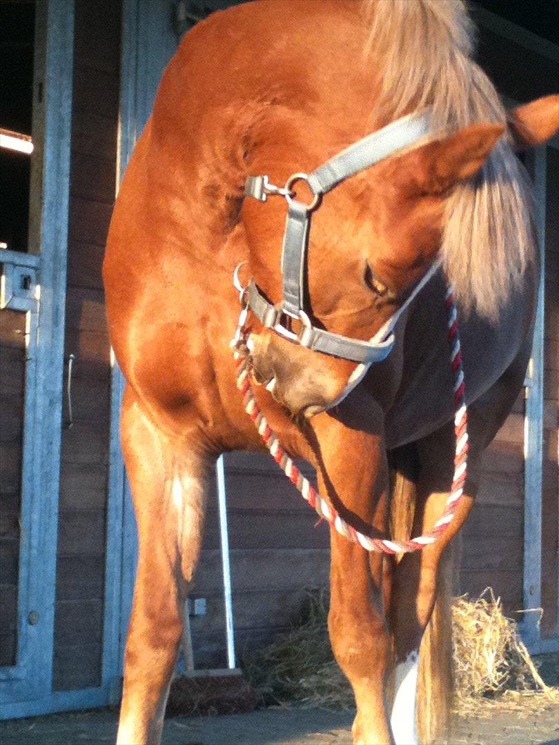 New Forest Firfod Flittiglize - ALTID OVERSKUD TIL AT VÆRE SMUK <3 ELSKER DIG PUTTE  billede 20