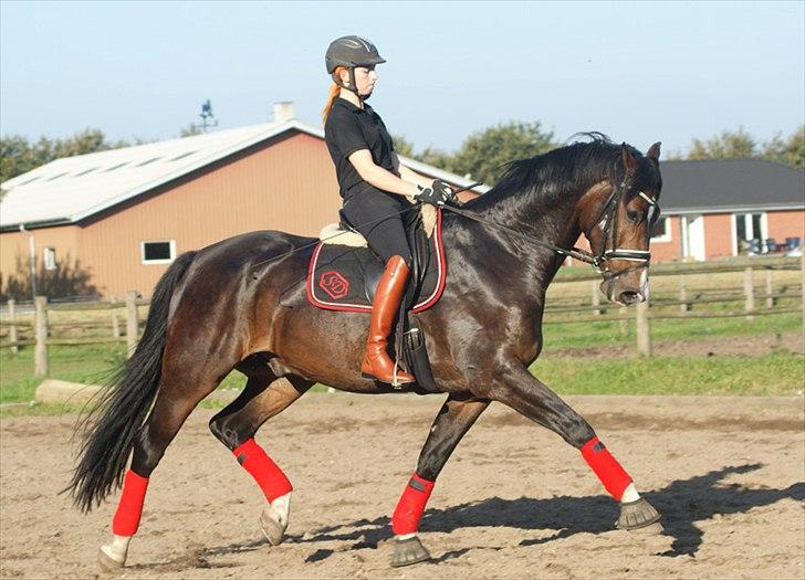 Hollandsk Varmblod Budweiser - SOLGT :'( - D. 1 oktober 2011 (:
Vi arbejder på vores fritrav hvilket jeg syntes han gør godt! (: billede 2