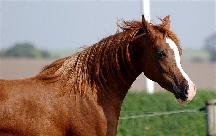 Arabisk fuldblod (OX) Itaya El Shaklan - d. 2 Oktober 2011.

Itaya 1 år og 9 måneder. Lige hjemvendt efter en lang sommeferie hos dyrlægen. billede 31