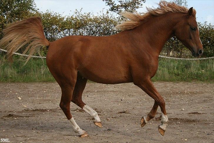 Arabisk fuldblod (OX) Zahrah Hamrah El Azraff - Arabergalop..Zahrah September 2011. billede 9