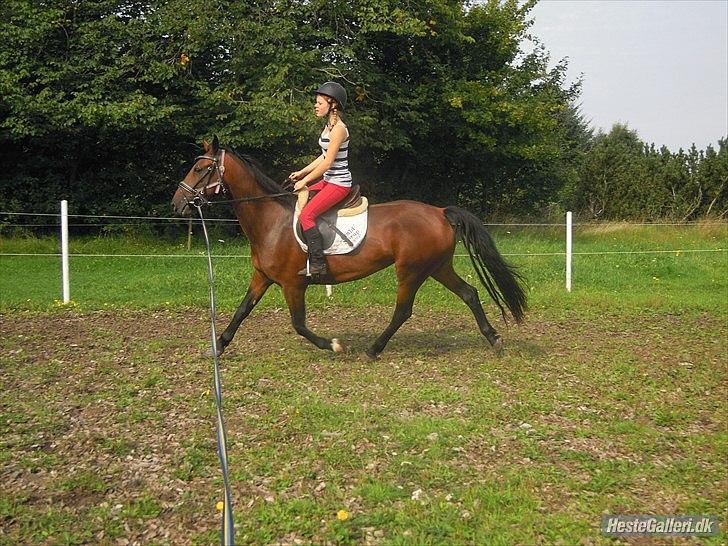 Hollandsk Varmblod KWPN † Cea † - 7) dejlig hest :) billede 3