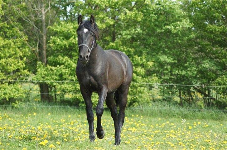 Pura Raza Española YC Bizarro - YC Bizarro 2011 billede 6