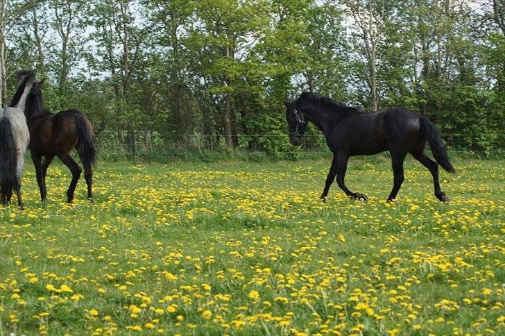 Pura Raza Española YC Bizarro billede 7