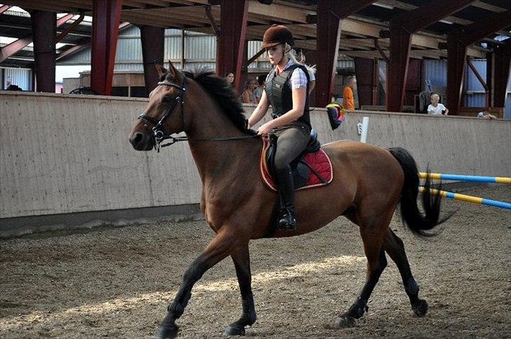 Svensk Varmblod A-tack - Træning billede 8