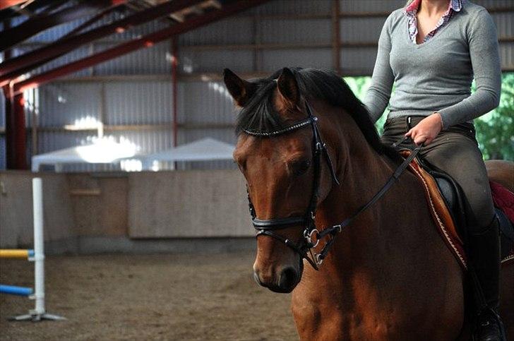 Svensk Varmblod A-tack - Smukke Tack billede 9