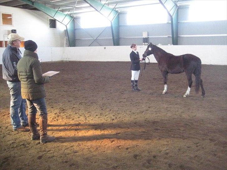 Welsh Pony (sec B) Rozalien O.S billede 3