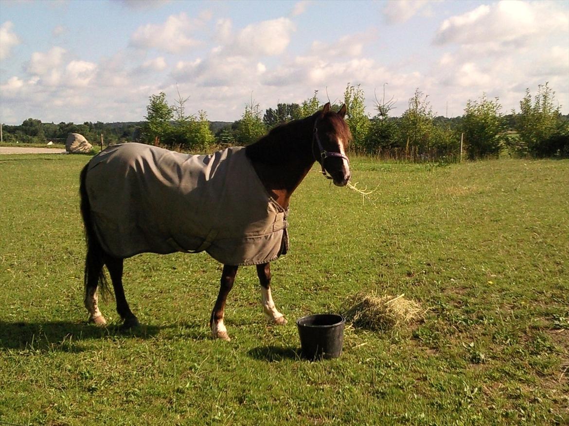 Welsh Pony (sec B) Rozalien O.S billede 4