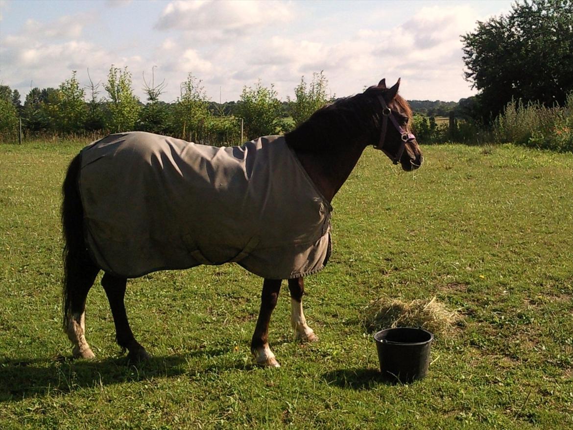 Welsh Pony (sec B) Rozalien O.S billede 5