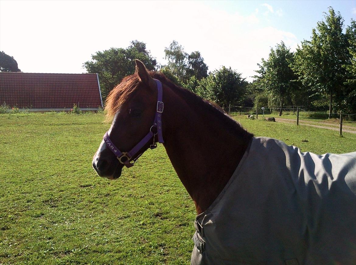 Welsh Pony (sec B) Rozalien O.S billede 6