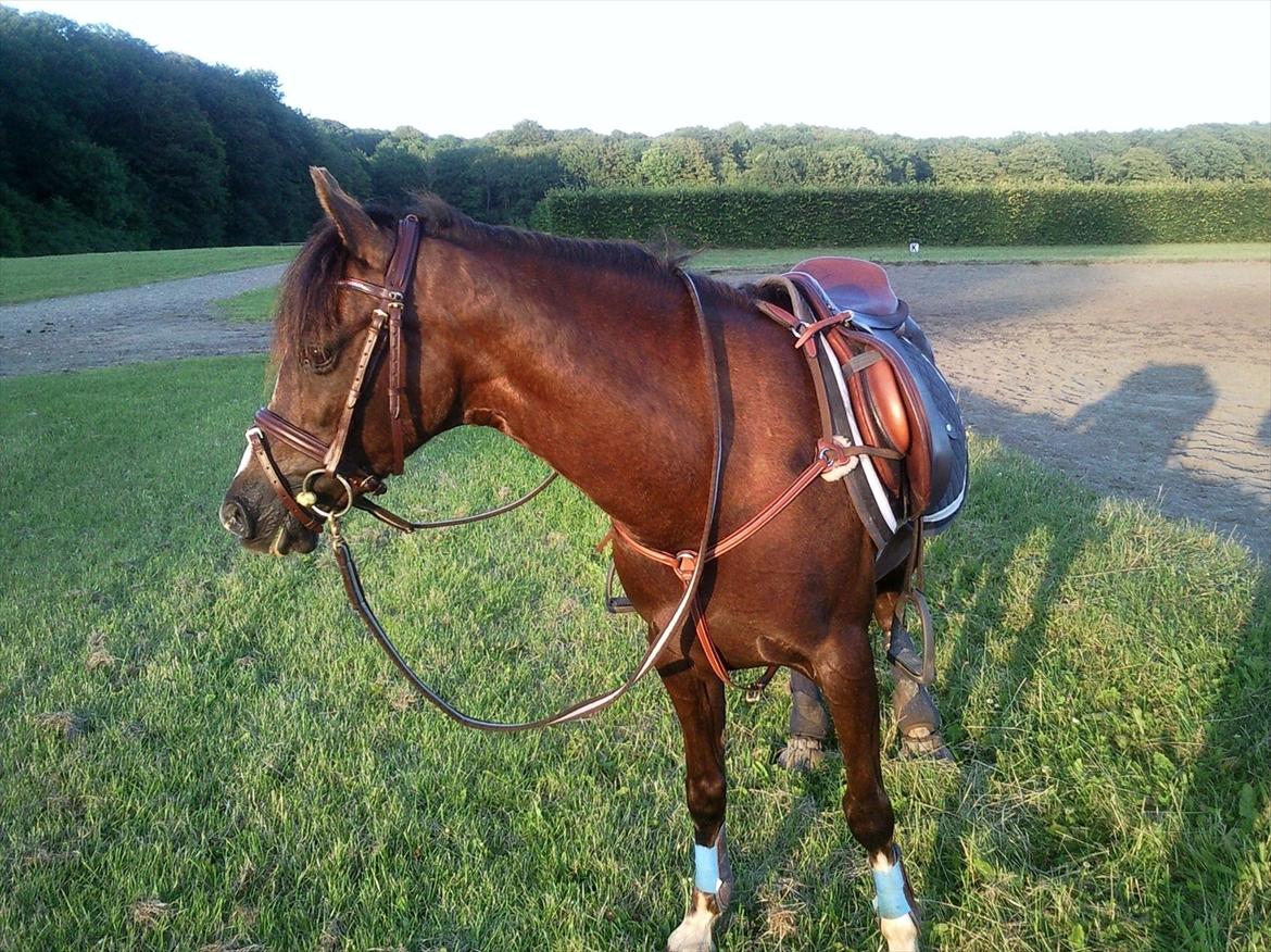 Welsh Pony (sec B) Rozalien O.S billede 7