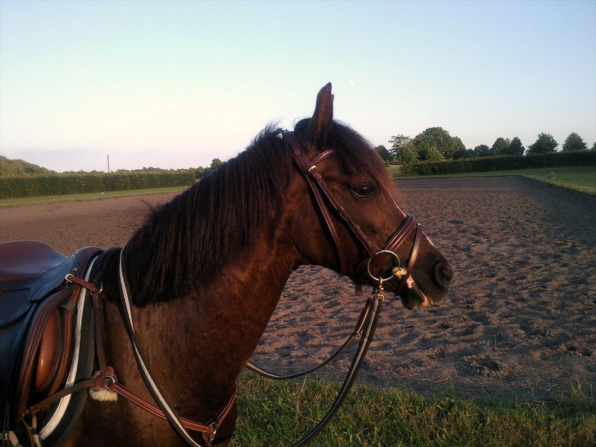 Welsh Pony (sec B) Rozalien O.S billede 8