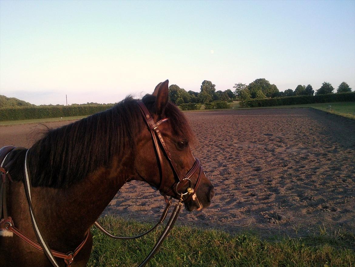 Welsh Pony (sec B) Rozalien O.S billede 9